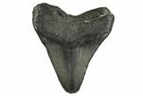 Bargain, Fossil Megalodon Tooth - North Carolina #308578-1